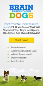 dog training system, obedience training 